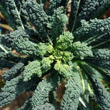 Product image of lacinato dinosaur kale seeds