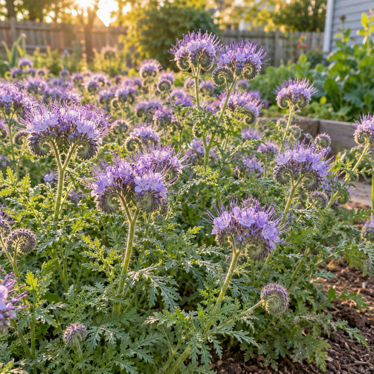 Lacy Phacelia Cover Crop Seeds growing in a home garden
