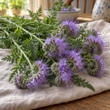 Lacy Phacelia Cover Crop Seeds harvest up close