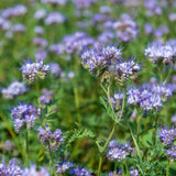 Lacy Phacelia Cover Crop seed packet