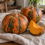 Lakota Winter Squash Seeds harvest up close