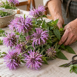 Lambada Bee Balm Flower Seeds harvest up close