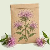 Kraft seed packet illustrated with Lambada Bee Balm Flower, with fresh Lambada Bee Balm Flower beside it