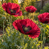 Laurens Grape Purple Poppy Seeds growing in a home garden