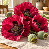 Laurens Grape Purple Poppy Seeds harvest up close