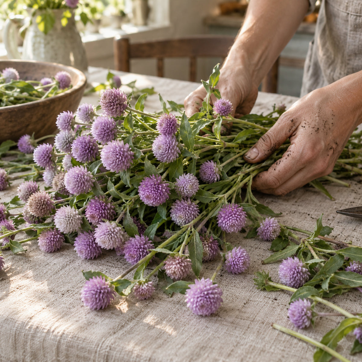 Lavender Lady Gomphrena Seeds harvest up close
