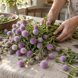 Lavender Lady Gomphrena Seeds harvest up close
