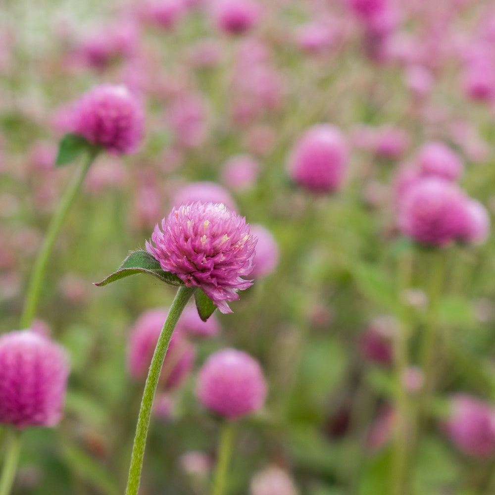 Lavender Lady Gomphrena seed packet