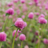 Lavender Lady Gomphrena seed packet