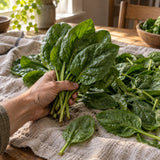 Lavewa Open Pollinated Spinach Seeds harvest up close