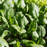 Seed packet for lavewa open pollinated spinach seeds