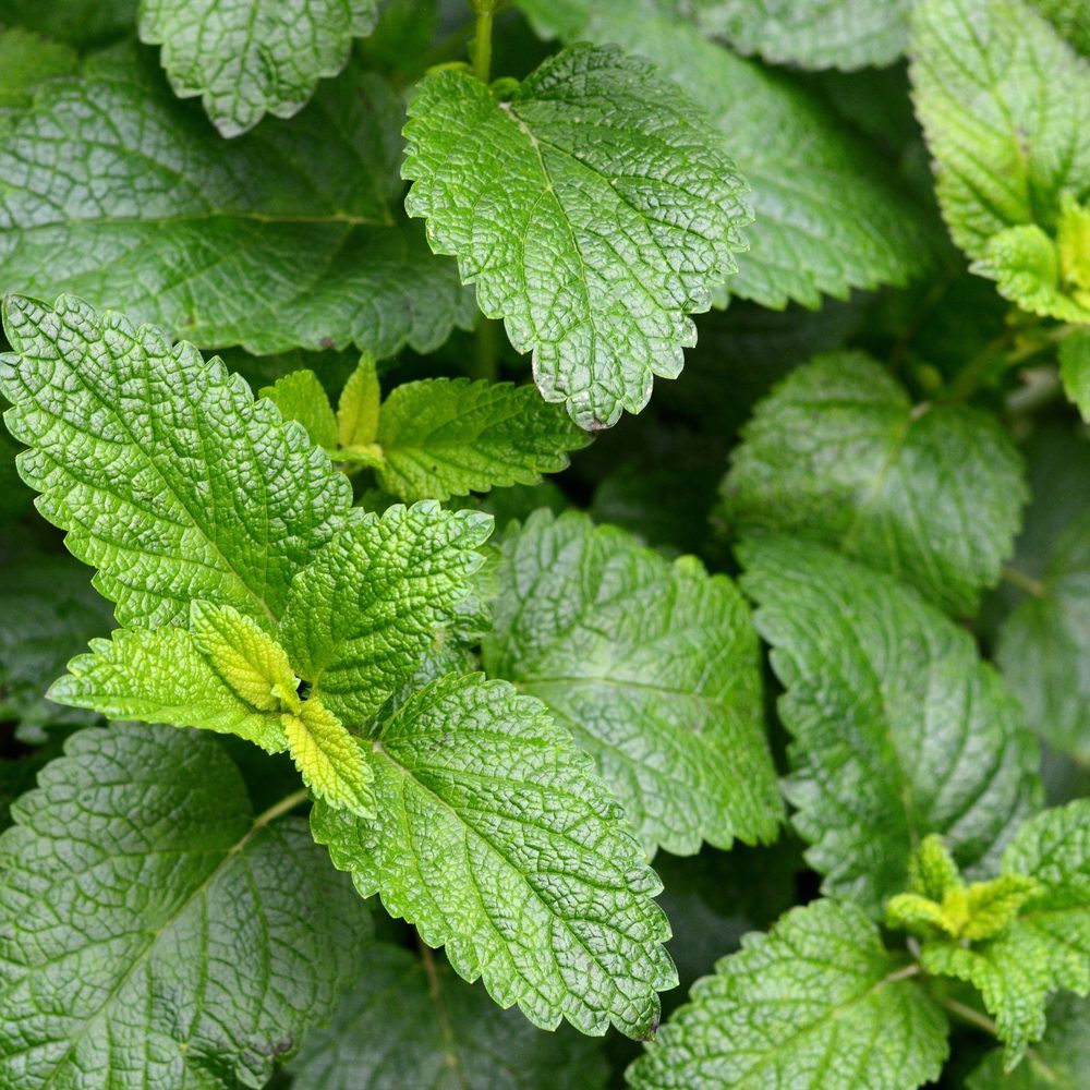 Seed packet for lemon balm herb seeds