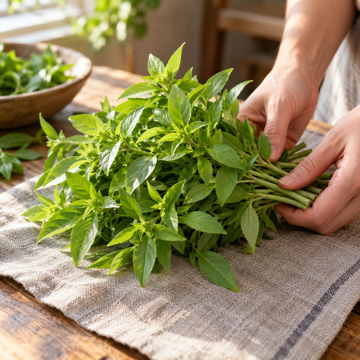 Lemon Basil Herb Seeds harvest up close