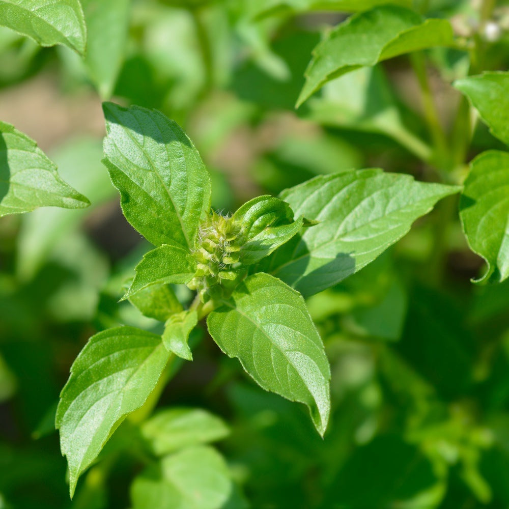 Seed packet for lemon basil herb seeds