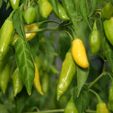 Lemon Drop Chile Pepper seed packet
