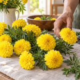 Lemon Drop Yellow French Marigold Seeds harvest up close