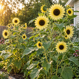 Lemon Queen Sunflower Seeds growing in a home garden