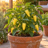 Lemon Spice Jalapeno Pepper Seeds growing in a home garden