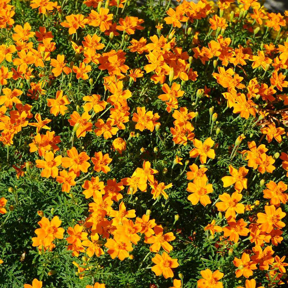 Seed packet for lemon and tangerine signet marigold seeds