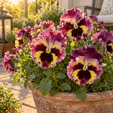 Lemonberry Ruffled Pansy Seeds growing in a home garden