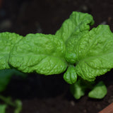 Seed packet for lettuce leaf sweet basil seeds