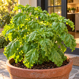 Lettuce Leaf Sweet Basil Seeds growing in a home garden