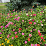 Seed packet for lilliput double zinnia flower seeds