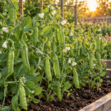 Little Marvel Shelling Pea Seeds growing in a home garden