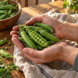 Little Marvel Shelling Pea Seeds harvest up close