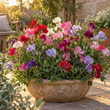 Little Sweetheart Dwarf Sweet Pea Seeds growing in a home garden