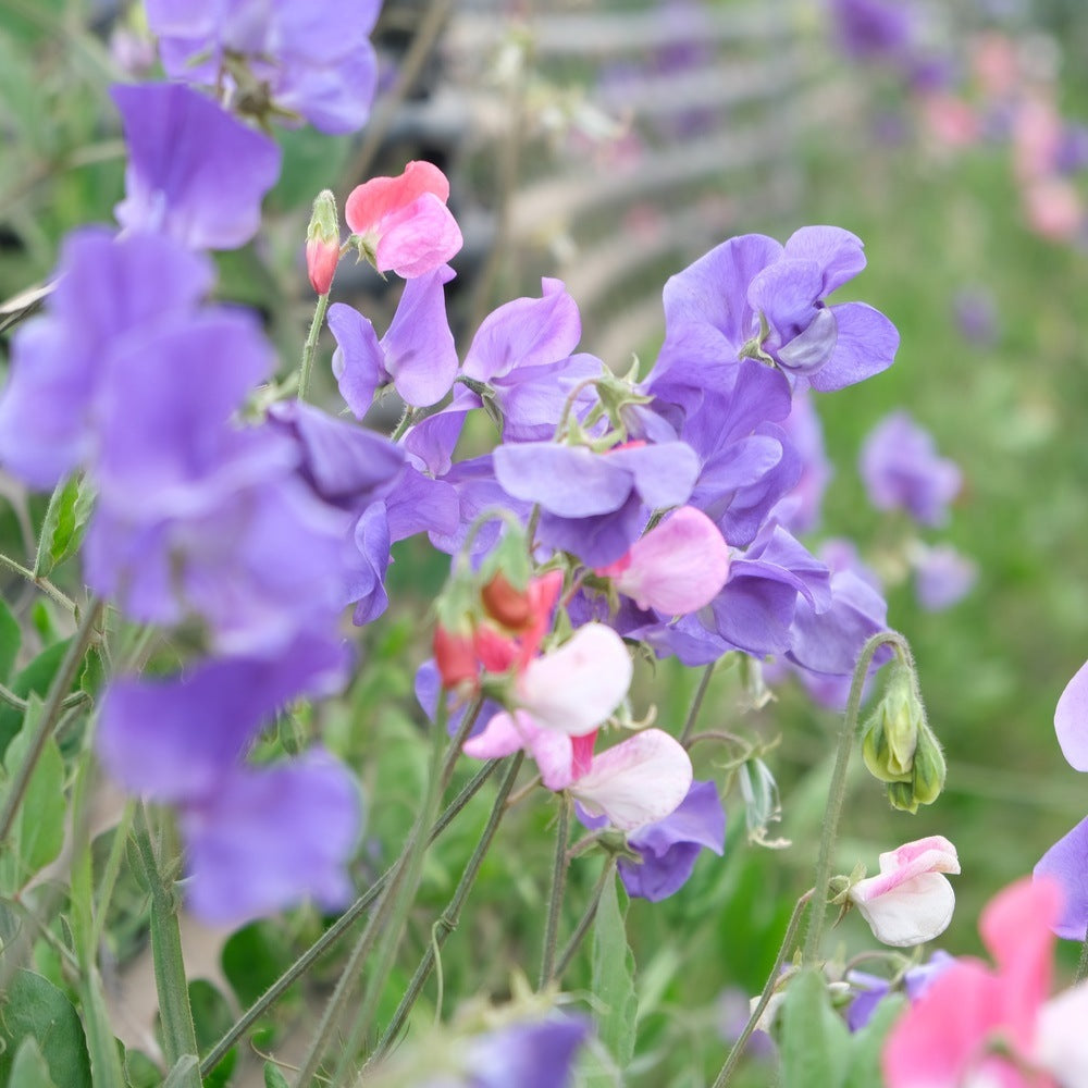 Seed packet for little sweetheart dwarf sweet pea seeds