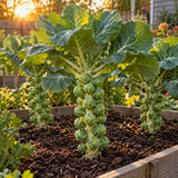 Long Island Improved Brussels Sprouts Seeds growing in a home garden