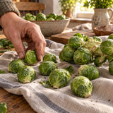 Long Island Improved Brussels Sprouts Seeds harvest up close