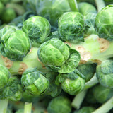 Seed packet for long island improved brussels sprouts seeds