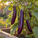 Long Purple Eggplant Seeds growing in a home garden