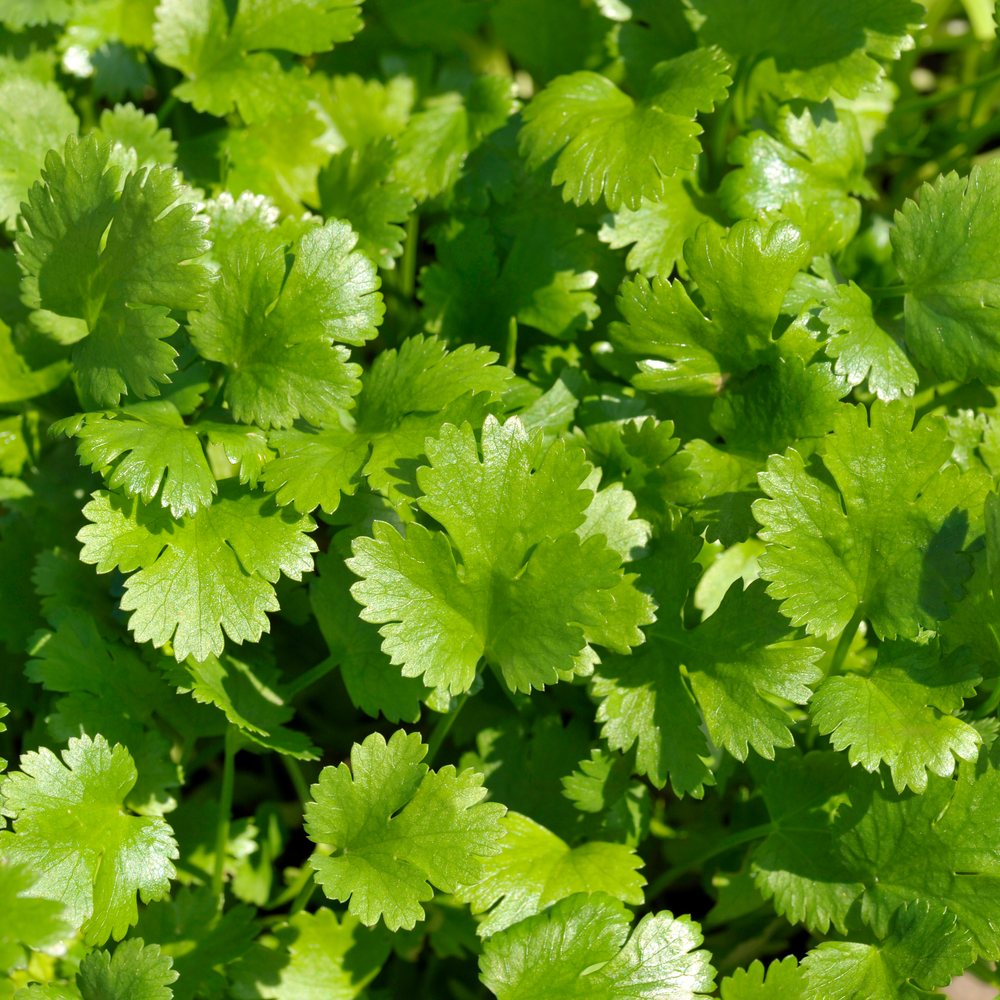 Product image of long standing santo cilantro seeds