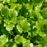 Product image of long standing santo cilantro seeds