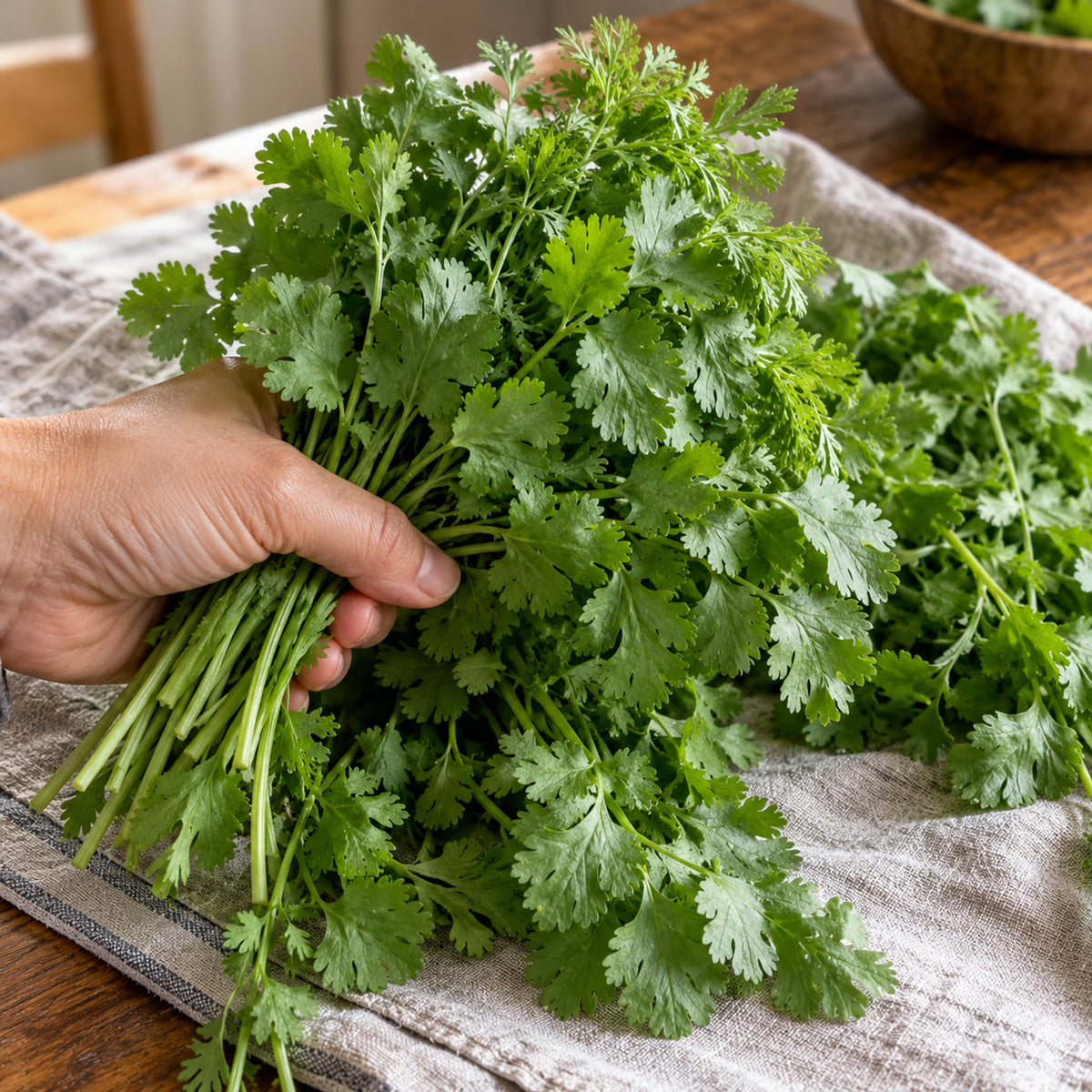 Long Standing Santo Cilantro Seeds harvest up close