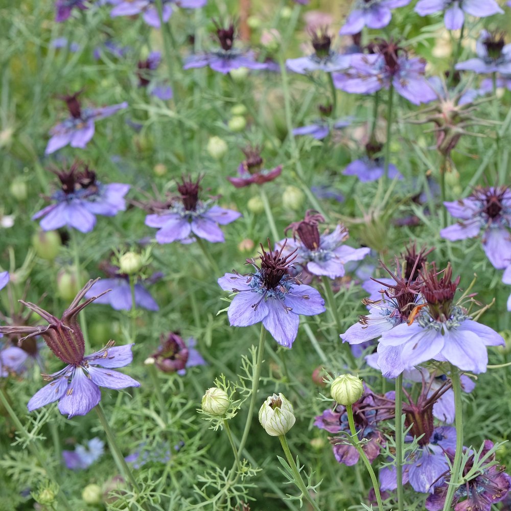Product image of delft blue love in a mist seeds