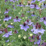 Product image of delft blue love in a mist seeds