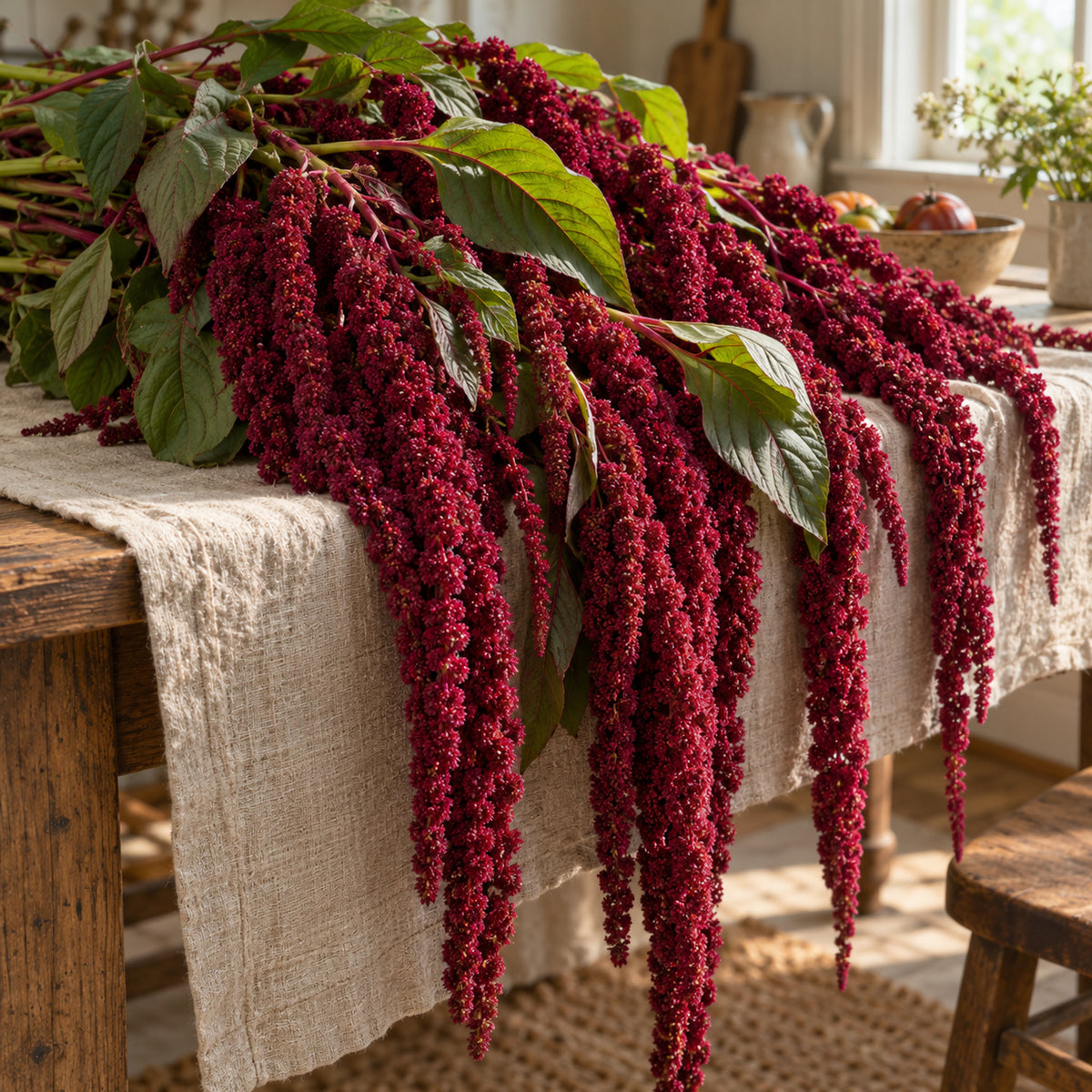 Love Lies Bleeding Amaranth Seeds harvest up close