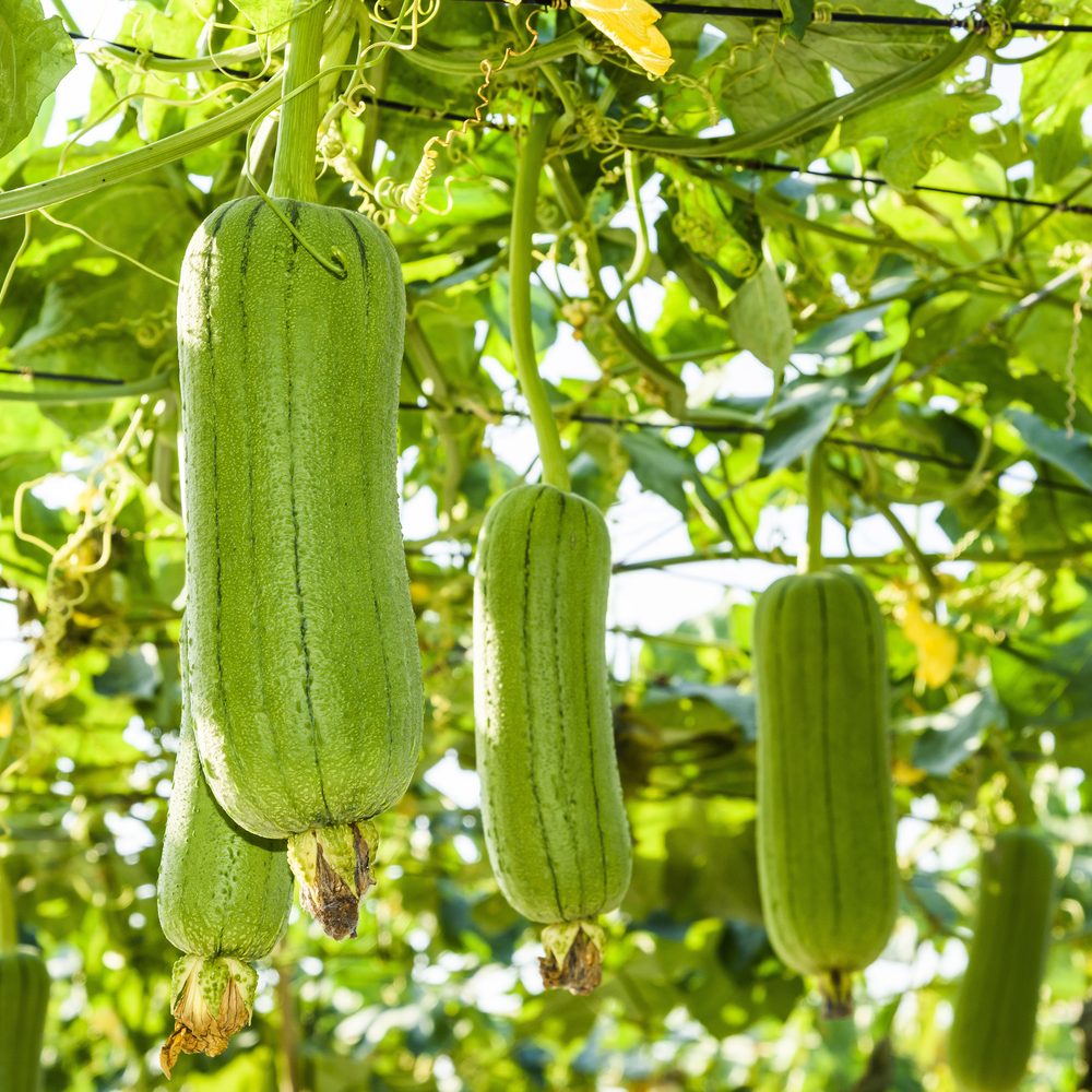 Seed packet for luffa sponge gourd seeds