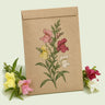 Kraft seed packet illustrated with Magic Carpet Dwarf Snapdragon, with fresh Magic Carpet Dwarf Snapdragon beside it