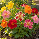 Magic Mix Monkey Flower Seeds growing in a home garden