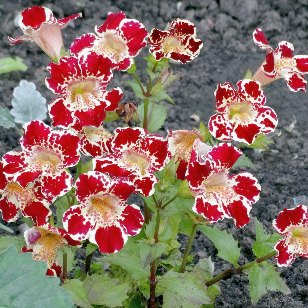Magic Mix Monkey Flower seed packet