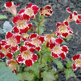 Magic Mix Monkey Flower seed packet