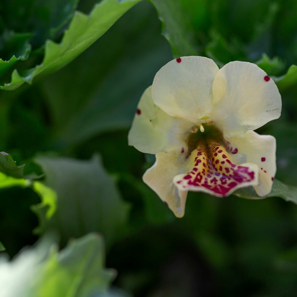 Magic Mix Monkey Flower seed packet