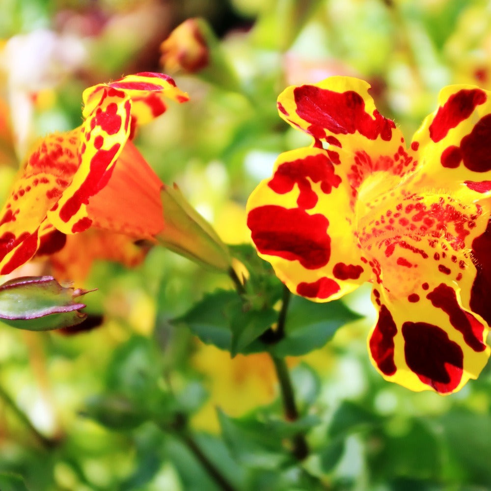 Magic Mix Monkey Flower seed packet