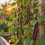 Majesty Pole Bean Seeds growing in a home garden