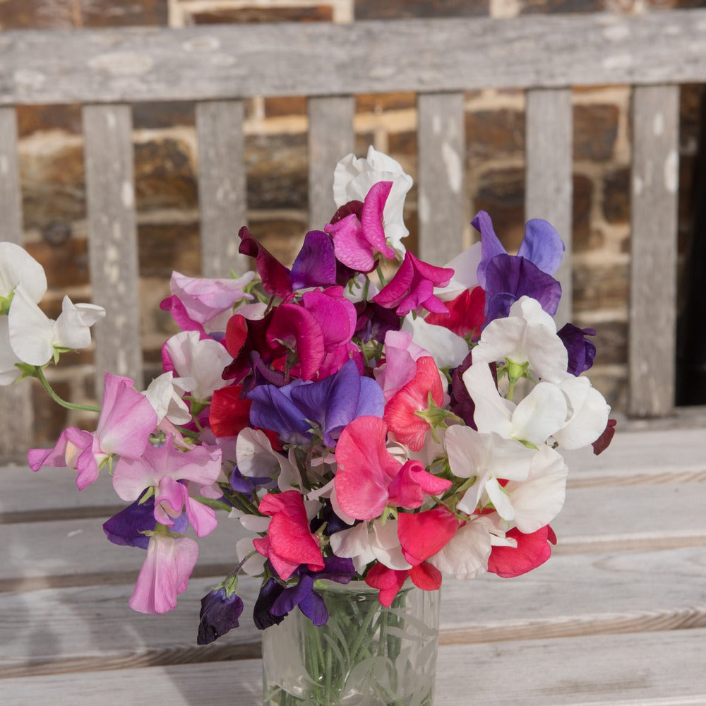 Seed packet for mammoth sweet pea flower mix seeds